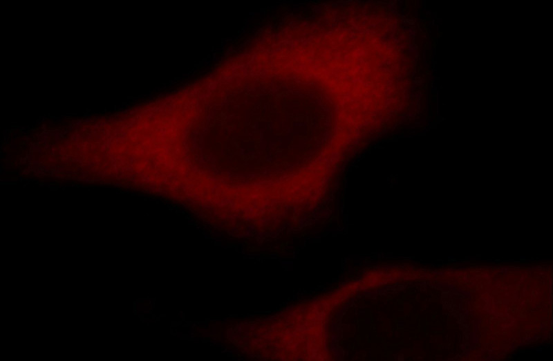 Immunofluorescent analysis of HepG2 cells, using TRIP6 antibody Catalog No:116391 at 1:25 dilution and Rhodamine-labeled goat anti-rabbit IgG (red).