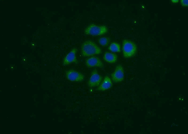 Immunofluorescent analysis of MCF-7 cells using Catalog No:114302(PSG1 Antibody) at dilution of 1:25 and Alexa Fluor 488-congugated AffiniPure Goat Anti-Rabbit IgG(H+L)