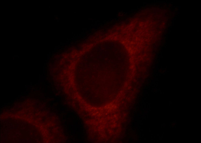 Immunofluorescent analysis of HepG2 cells, using FGD5 antibody Catalog No:110628 at 1:25 dilution and Rhodamine-labeled goat anti-rabbit IgG (red).