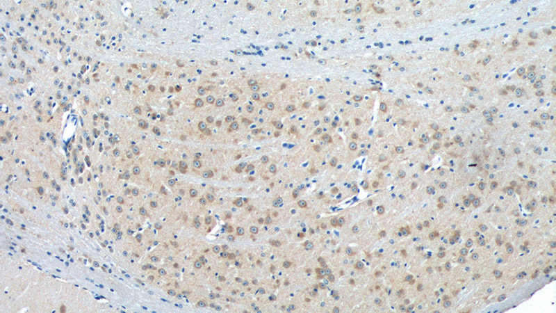 Immunohistochemistry of paraffin-embedded mouse brain tissue slide using Catalog No:111205(GRIA4 Antibody) at dilution of 1:50 (under 10x lens)