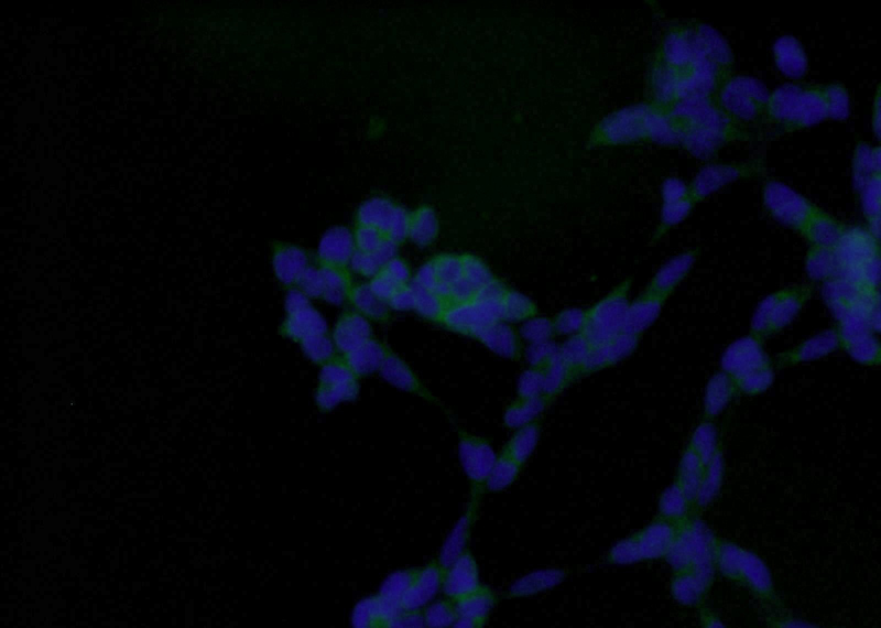 Immunofluorescent analysis of HEK-293 cells using Catalog No:108008(PRKAB1 Antibody) at dilution of 1:25 and Alexa Fluor 488-congugated AffiniPure Goat Anti-Rabbit IgG(H+L)
