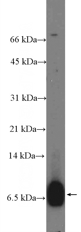 K-562 cells were subjected to SDS PAGE followed by western blot with Catalog No:108733(C4orf7 Antibody) at dilution of 1:300