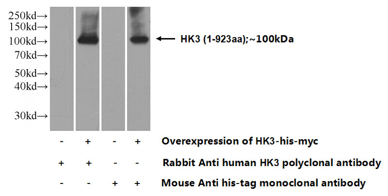 Transfected HEK-293 cells were subjected to SDS PAGE followed by western blot with Catalog No:111413(HK3 Antibody) at dilution of 1:1000