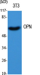 Western Blot analysis of various cells using OPN Polyclonal Antibody