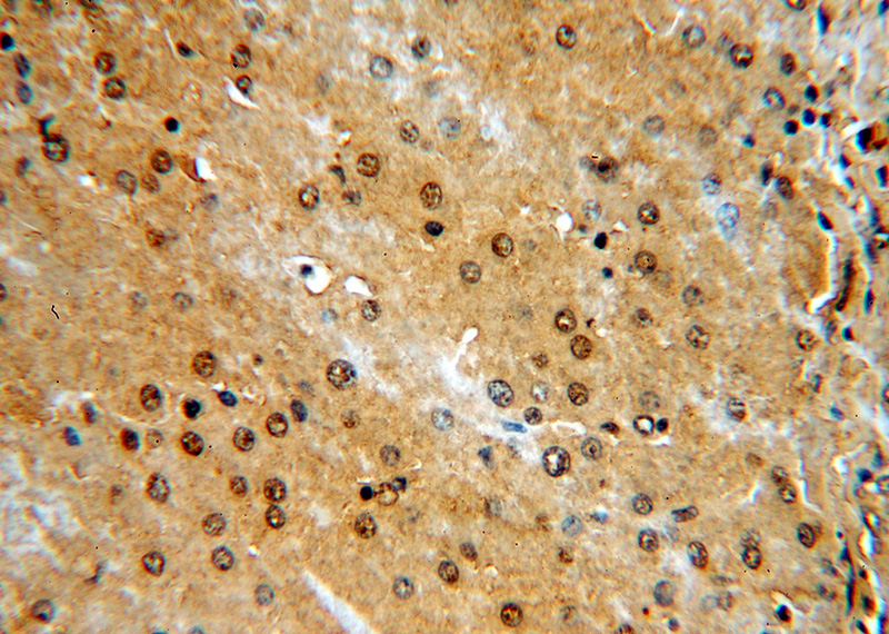 Immunohistochemical of paraffin-embedded human liver using Catalog No:113269(NR5A1 antibody) at dilution of 1:100 (under 40x lens)