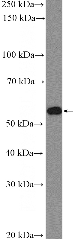 mouse heart tissue were subjected to SDS PAGE followed by western blot with Catalog No:113306(NOSTRIN Antibody) at dilution of 1:600