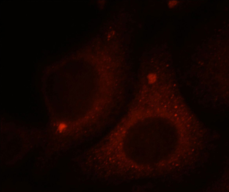 Immunofluorescent analysis of HepG2 cells, using BIRC2 antibody Catalog No:109308 at 1:25 dilution and Rhodamine-labeled goat anti-rabbit IgG (red).