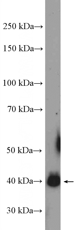 HepG2 cells were subjected to SDS PAGE followed by western blot with Catalog No:108654(C13orf33 Antibody) at dilution of 1:600