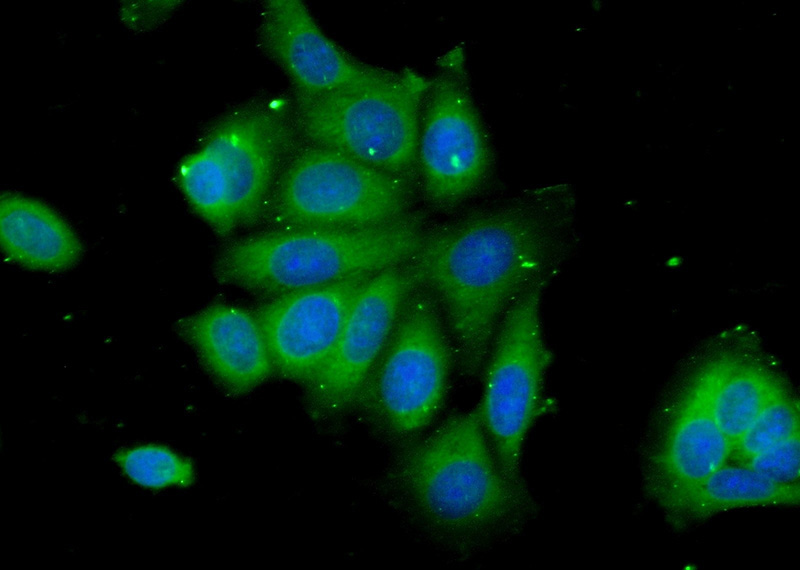 Immunofluorescent analysis of (-20oc Ethanol) fixed MCF-7 cells using Catalog No:108784(C6orf211 Antibody) at dilution of 1:25 and Alexa Fluor 488-congugated AffiniPure Goat Anti-Rabbit IgG(H+L)