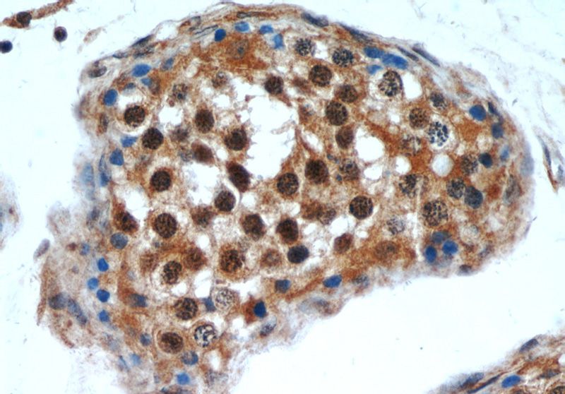 Immunohistochemical of paraffin-embedded human testis using Catalog No:109308(cIAP1 antibody) at dilution of 1:50 (under 40x lens)