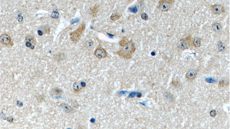 Immunohistochemistry of paraffin-embedded mouse brain tissue slide using Catalog No:111884(JIP1 Antibody) at dilution of 1:50 (under 40x lens)