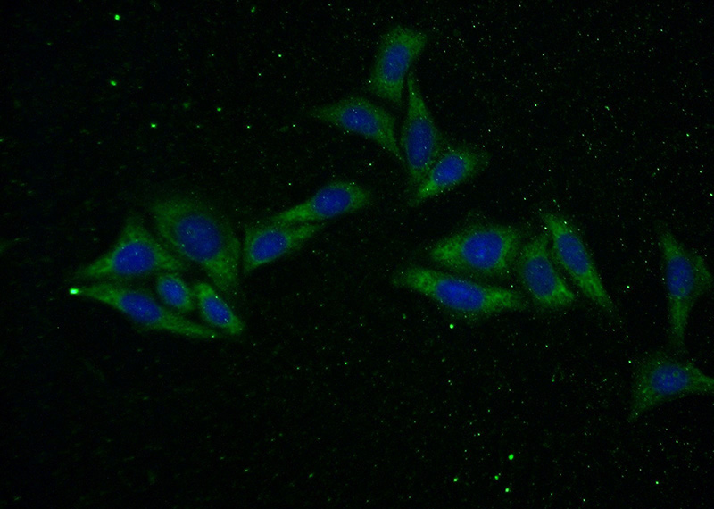 Immunofluorescent analysis of (-20oc Ethanol) fixed HepG2 cells using Catalog No:109723(CTGF Antibody) at dilution of 1:50 and Alexa Fluor 488-congugated AffiniPure Goat Anti-Rabbit IgG(H+L)