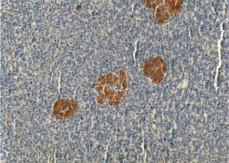 Immunohistochemistry of paraffin-embedded human pancreas tissue slide using Catalog No:112118(KRAP, SSFA2 Antibody) at dilution of 1:200 (under 10x lens).