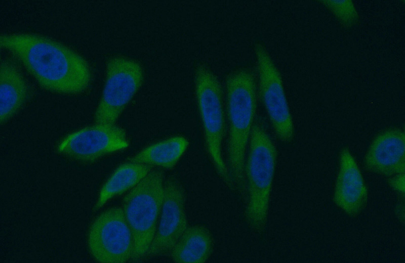 Immunofluorescent analysis of (10% Formaldehyde) fixed HepG2 cells using Catalog No:112146(LARP1 Antibody) at dilution of 1:50 and Alexa Fluor 488-congugated AffiniPure Goat Anti-Rabbit IgG(H+L)