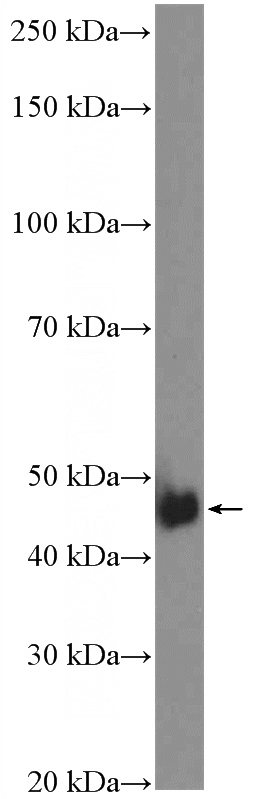 HeLa cells were subjected to SDS PAGE followed by western blot with Catalog No:113356(NUDT12 Antibody) at dilution of 1:600