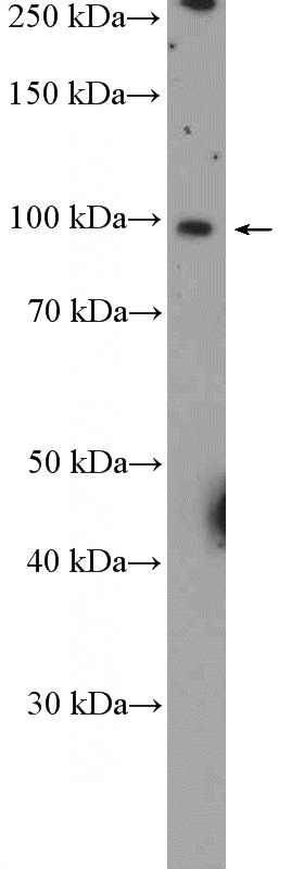 HeLa cells were subjected to SDS PAGE followed by western blot with Catalog No:110899(GCC1 Antibody) at dilution of 1:2000