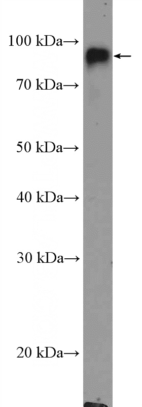 U-937 cells were subjected to SDS PAGE followed by western blot with Catalog No:109062(CD18 Antibody) at dilution of 1:300