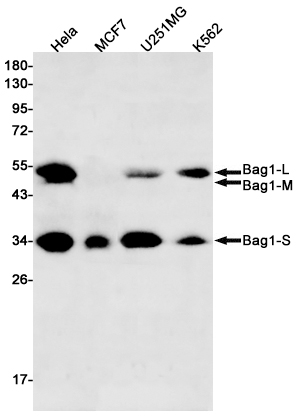 Western blot detection of Bag1 in Hela,MCF7,U251MG,K562 cell lysates using Bag1 Rabbit mAb(1:500 diluted).Predicted band size:39kDa.Observed band size:52,46,33kDa.