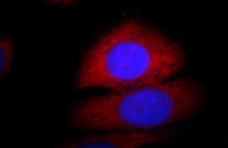 Immunofluorescent analysis of HepG2 cells, using GNAI3 antibody Catalog No:110989 at 1:25 dilution and Rhodamine-labeled goat anti-rabbit IgG (red). Blue pseudocolor = DAPI (fluorescent DNA dye).