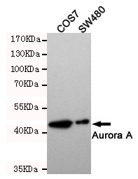 Western blot detection of Aurora Kinase A in SW480 and COS7 cell lysates and using Aurora Kinase A mouse mAb (1:500 diluted).Predicted band size: 46KDa.Observed band size:46KDa.