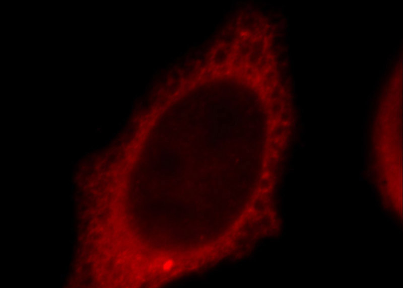 Immunofluorescent analysis of Hela cells, using TXNDC17 antibody Catalog No:116449 at 1:25 dilution and Rhodamine-labeled goat anti-rabbit IgG (red).