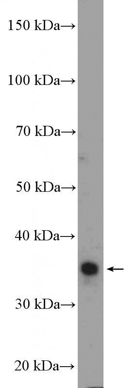 HEK-293 cells were subjected to SDS PAGE followed by western blot with Catalog No:116427(TSFM Antibody) at dilution of 1:600