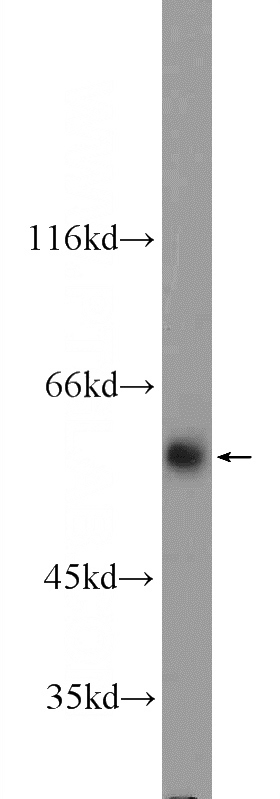 NIH/3T3 cells were subjected to SDS PAGE followed by western blot with Catalog No:110761(FZR1 Antibody) at dilution of 1:600