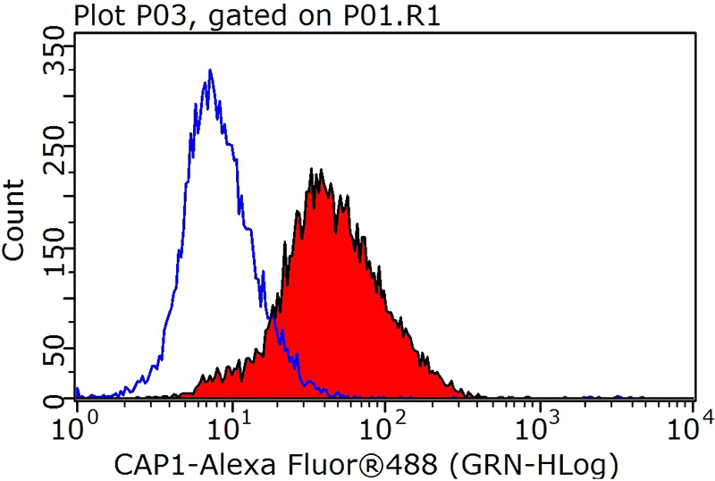 1X10^6 HeLa cells were stained with 0.2ug CAP1 antibody (Catalog No:108932, red) and control antibody (blue). Fixed with 90% MeOH blocked with 3% BSA (30 min). Alexa Fluor 488-congugated AffiniPure Goat Anti-Rabbit IgG(H+L) with dilution 1:1000.