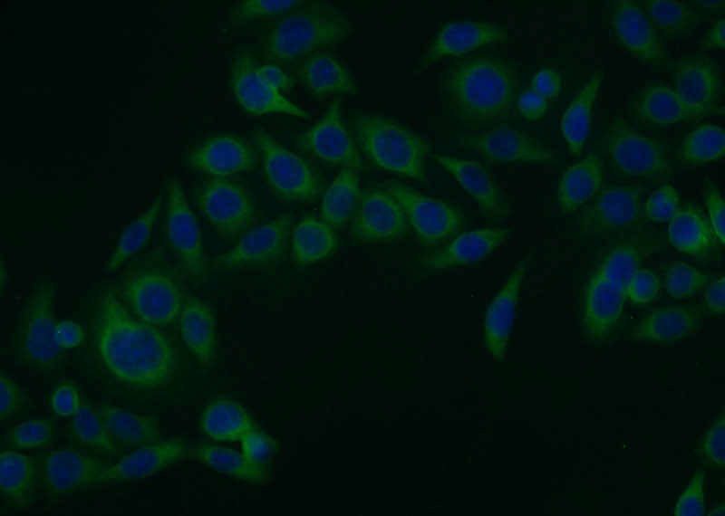 Immunofluorescent analysis of MCF-7 cells using Catalog No:108982(CCDC6 Antibody) at dilution of 1:25 and Alexa Fluor 488-congugated AffiniPure Goat Anti-Rabbit IgG(H+L)