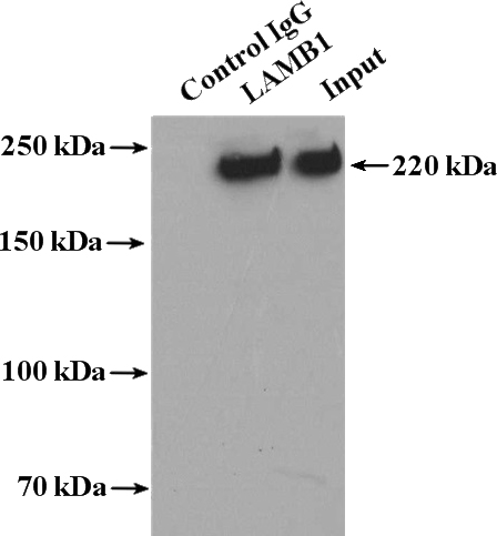 IP Result of anti-LAMB1 (IP:Catalog No:112270, 4ug; Detection:Catalog No:112270 1:1000) with NIH/3T3 cells lysate 2000ug.