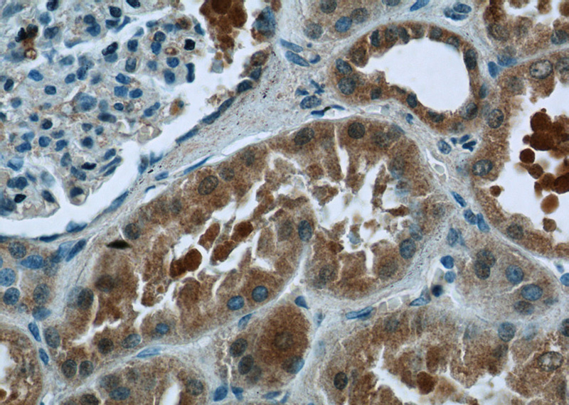 Immunohistochemistry of paraffin-embedded human kidney tissue slide using Catalog No:110212(EFTUD1 Antibody) at dilution of 1:50 (under 40x lens)