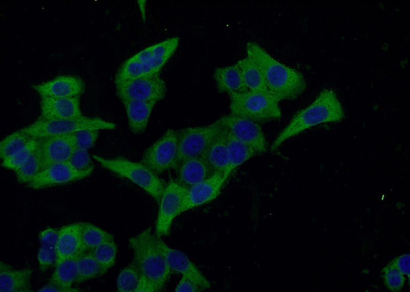 Immunofluorescent analysis of HeLa cells using Catalog No:110426(Ezrin Antibody) at dilution of 1:50 and Alexa Fluor 488-congugated AffiniPure Goat Anti-Rabbit IgG(H+L)