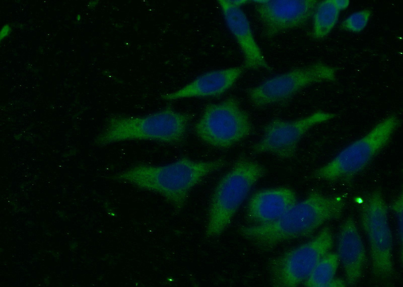Immunofluorescent analysis of (-20oc Ethanol) fixed HeLa cells using Catalog No:107148(CDK6 Antibody) at dilution of 1:100 and Alexa Fluor 488-congugated AffiniPure Goat Anti-Mouse IgG(H+L)