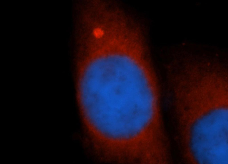 Immunofluorescent analysis of HepG2 cells, using GCLM antibody Catalog No:110907 at 1:50 dilution and Rhodamine-labeled goat anti-rabbit IgG (red). Blue pseudocolor = DAPI (fluorescent DNA dye).