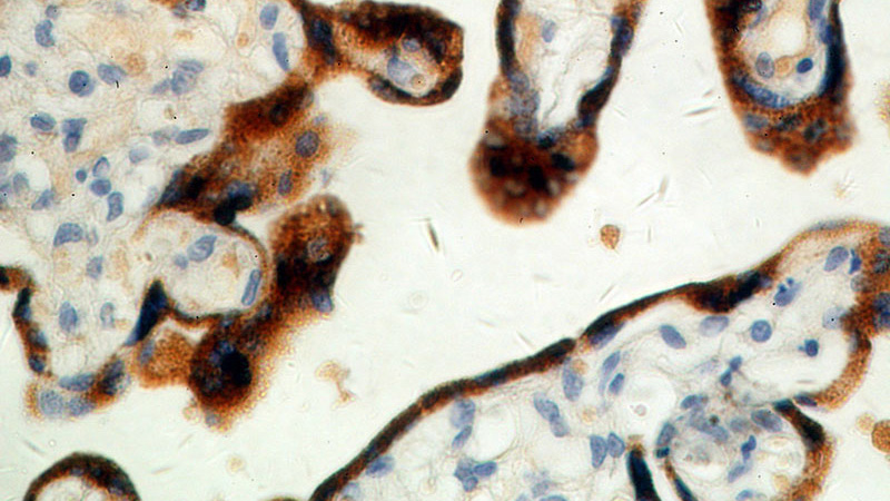 Immunohistochemical of paraffin-embedded human placenta using Catalog No:114368(PSG4 antibody) at dilution of 1:50 (under 40x lens)