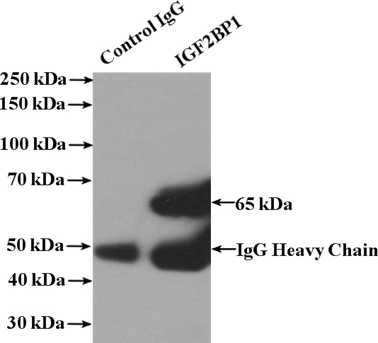 IP Result of anti-IGF2BP1 (IP:Catalog No:111679, 4ug; Detection:Catalog No:111679 1:1000) with HEK-293 cells lysate 1480ug.