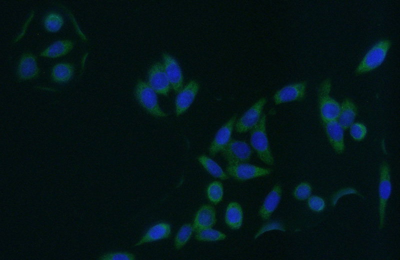 Immunofluorescent analysis of (-20oc Ethanol) fixed HeLa cells using Catalog No:110873(GAS7 Antibody) at dilution of 1:50 and Alexa Fluor 488-congugated AffiniPure Goat Anti-Rabbit IgG(H+L)