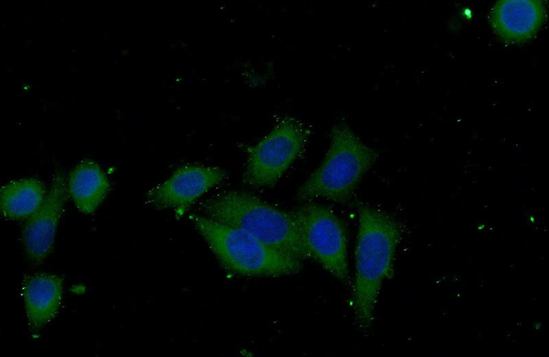 Immunofluorescent analysis of (-20oc Ethanol) fixed HeLa cells using Catalog No:115080(SEC24C Antibody) at dilution of 1:25 and Alexa Fluor 488-congugated AffiniPure Goat Anti-Rabbit IgG(H+L)
