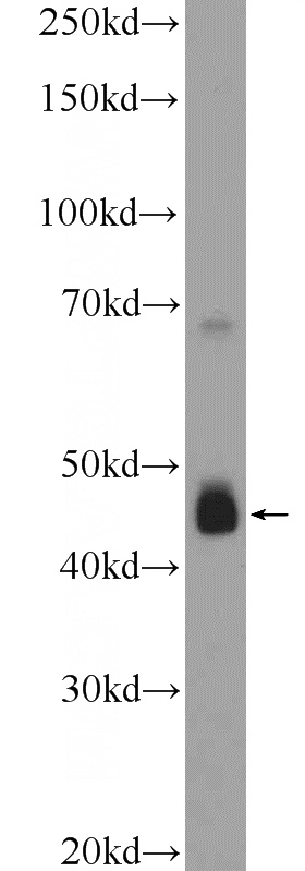 HepG2 cells were subjected to SDS PAGE followed by western blot with Catalog No:108700(C20orf3 Antibody) at dilution of 1:600