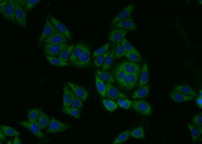 Immunofluorescent analysis of HepG2 cells using Catalog No:113889(TP53I3 Antibody) at dilution of 1:25 and Alexa Fluor 488-congugated AffiniPure Goat Anti-Rabbit IgG(H+L)