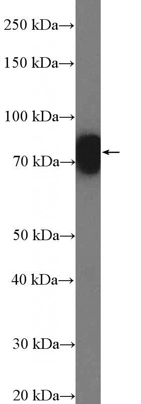COLO 320 cells were subjected to SDS PAGE followed by western blot with Catalog No:110477(ESRP1 Antibody) at dilution of 1:1000