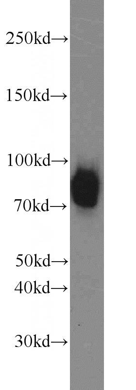 NIH/3T3 cells were subjected to SDS PAGE followed by western blot with Catalog No:115545(Spartin, SPG20 antibody) at dilution of 1:1000