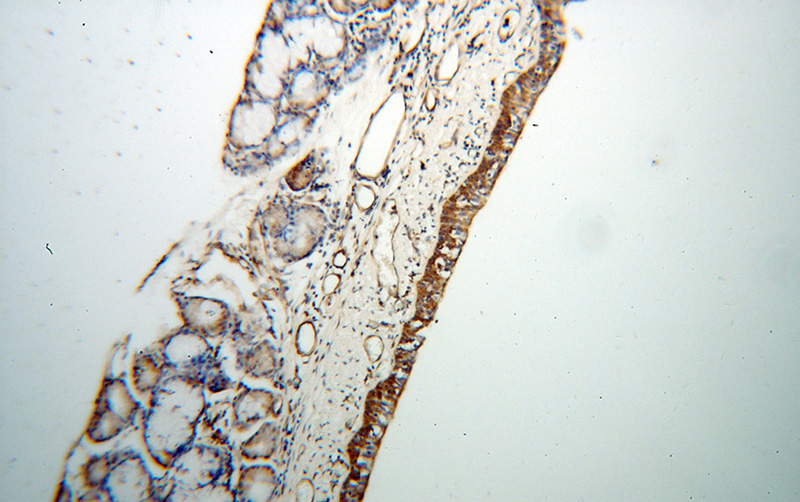 Immunohistochemical of paraffin-embedded human trachea using Catalog No:115937(TEKT2 antibody) at dilution of 1:50 (under 10x lens)