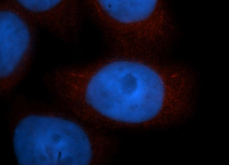 Immunofluorescent analysis of MCF-7 cells, using ADRM1 antibody Catalog No:107894 at 1:50 dilution and Rhodamine-labeled goat anti-rabbit IgG (red). Blue pseudocolor = DAPI (fluorescent DNA dye).