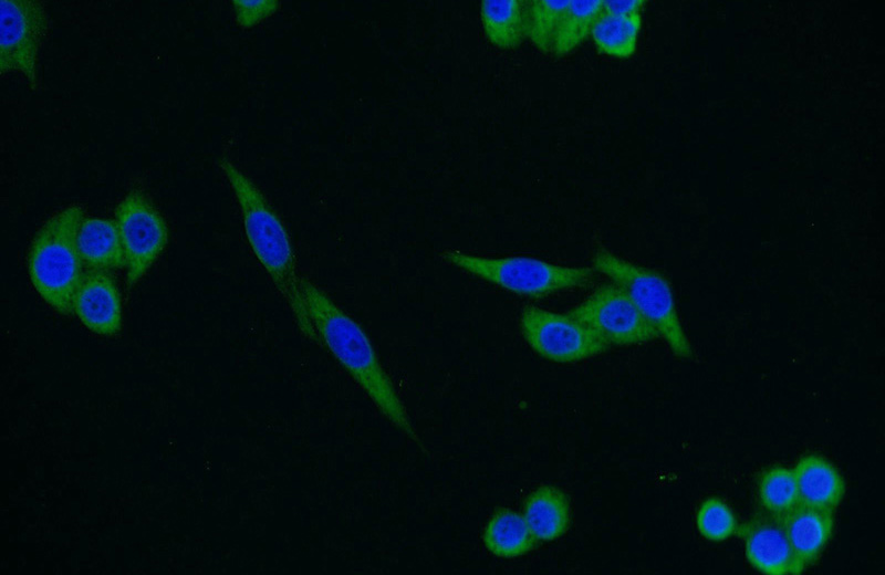 Immunofluorescent analysis of HeLa cells using Catalog No:110571(FAM13A Antibody) at dilution of 1:25 and Alexa Fluor 488-congugated AffiniPure Goat Anti-Rabbit IgG(H+L)