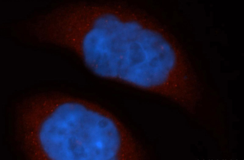 Immunofluorescent analysis of Hela cells, using THEM4 antibody Catalog No:116042 at 1:50 dilution and Rhodamine-labeled goat anti-rabbit IgG (red). Blue pseudocolor = DAPI (fluorescent DNA dye).