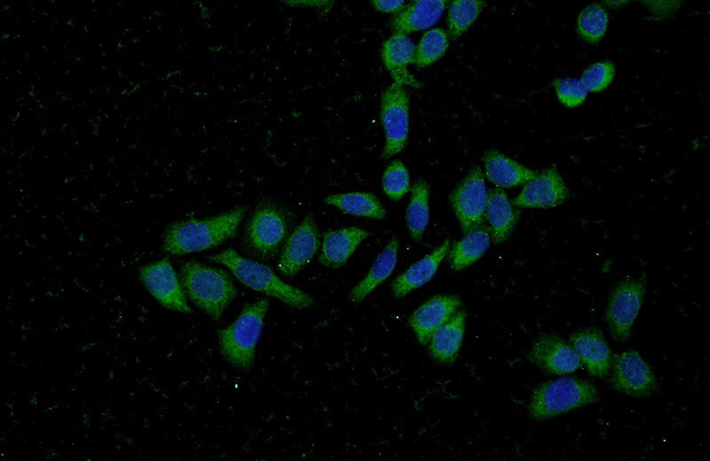 Immunofluorescent analysis of L02 cells using Catalog No:113734(PFDN2 Antibody) at dilution of 1:50 and Alexa Fluor 488-congugated AffiniPure Goat Anti-Rabbit IgG(H+L)