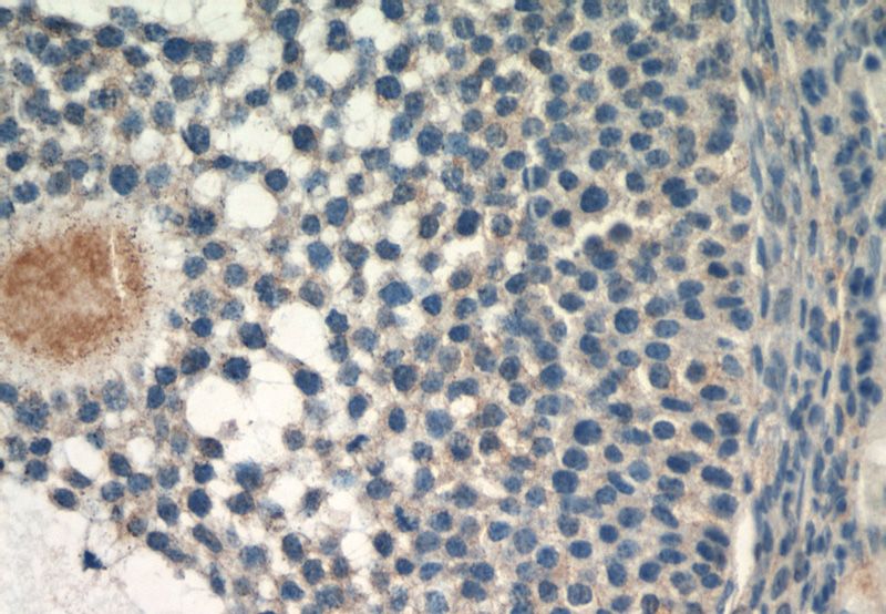 Immunohistochemical of paraffin-embedded mouse ovary using Catalog No:116021(TGFB3 antibody) at dilution of 1:50 (under 40x lens)