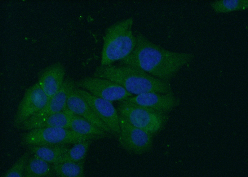 Immunofluorescent analysis of (-20oc Ethanol) fixed HepG2 cells using Catalog No:110085(DNAJA1 Antibody) at dilution of 1:50 and Alexa Fluor 488-congugated AffiniPure Goat Anti-Rabbit IgG(H+L)