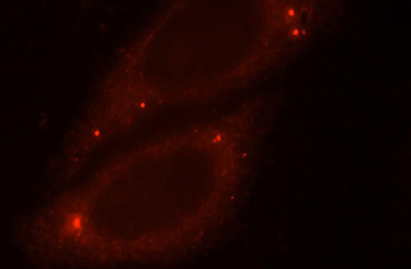 Immunofluorescent analysis of HepG2 cells, using OSGEP antibody Catalog No:113437 at 1:25 dilution and Rhodamine-labeled goat anti-rabbit IgG (red).